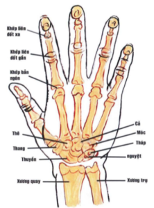 16.1.Giải phẫu khối xương cổ tay