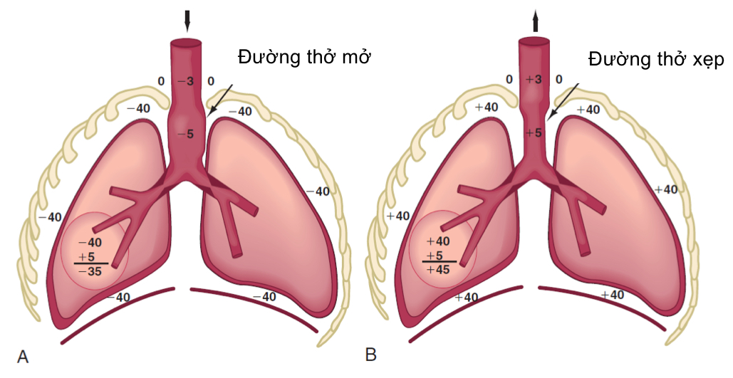 Sự tắc nghẽn đường hô hấp trong lồng ngực - trong phổi