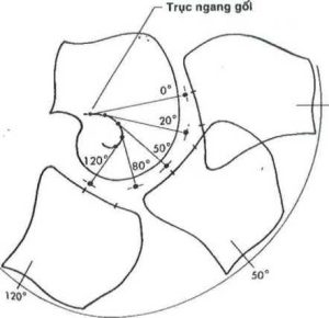 Giải phẫu trục ngang gối