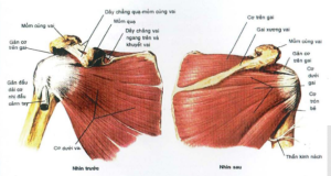 ảnh minh họa giải phẫu cơ chóp xoay