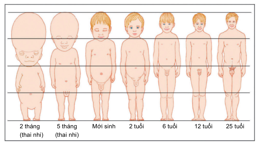 Tỉ lệ cơ thể tăng trưởng theo thời gian