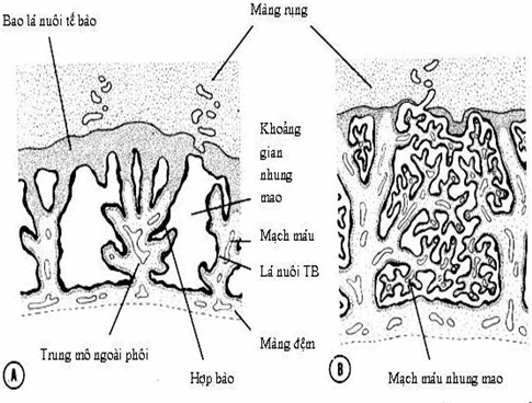 hinh-thanh-gai-rau