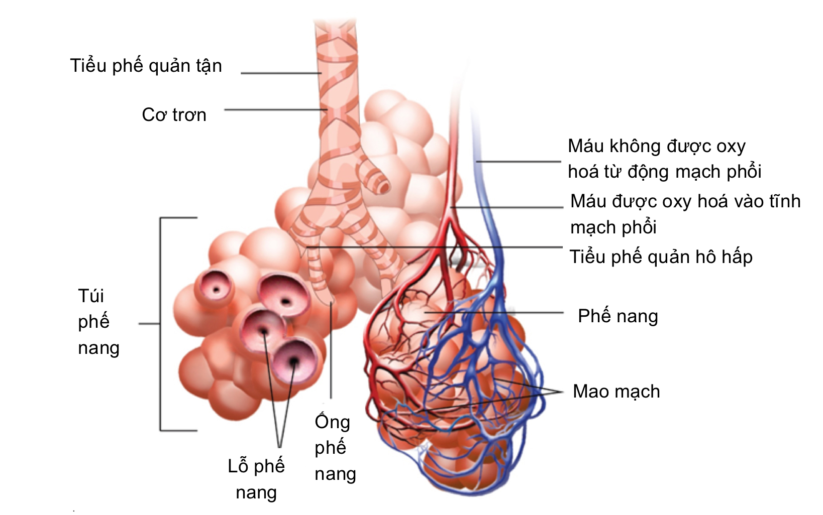 Vùng hô hấp