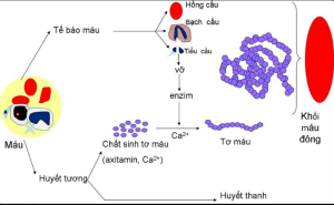 tang-tieu-cau-nguyen-phat-anh-huong-den-dong-mau