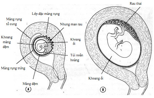 mang-thai-va-thanh-tu-cung