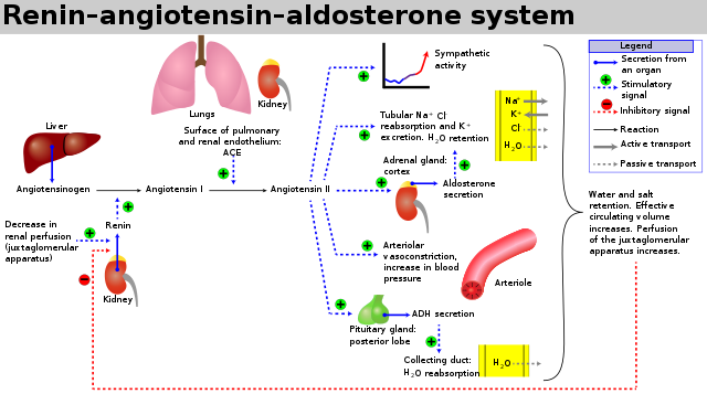 Hệ thống Renin-Angiotensin - Aldosteron