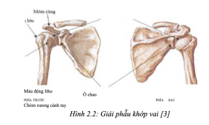 Giải phẫu khớp vai