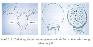 Hình dạng ổ chảo và tương quan của ổ chảo