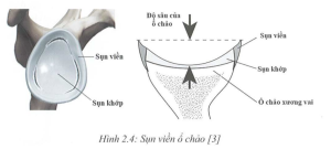 Sụn viền ổ chảo