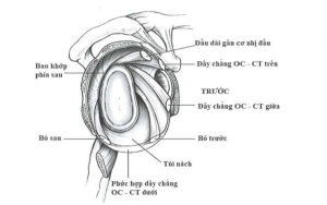 Giải phẫu bao khớp - dây chằng của khớp vai