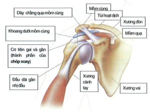 Khoang dưới móm cùng vai 