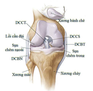 Giải phẫu khớp gối và vị trí của DCCS