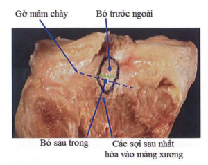 Giải phẫu diện báo chày của DCCS nhìn từ sau ra trước