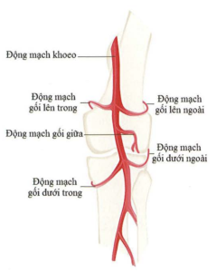 Cấp máu cho DCCS