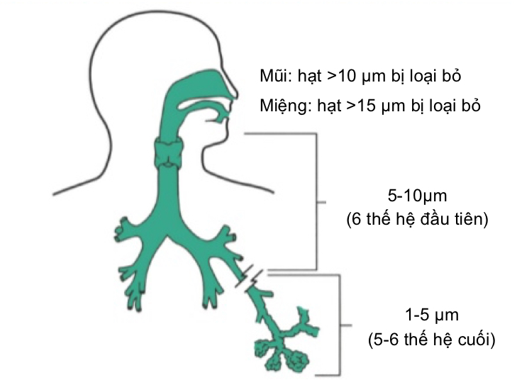 Sự phân bố của hạt khí dung trên đường hô hấp