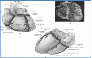 Giải phẫu tổng quát tuần hoàn mạch vành
