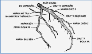 Giải phẫu động mạch vành trái