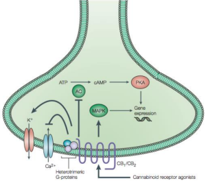 Cơ chế giảm đau của các Cannabinoids