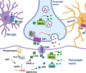 Cơ chế hoạt động Cannabinoids giảm triệu chứng bệnh Parkinson