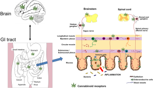 Cơ chế làm giảm triệu chứng bệnh Crohn