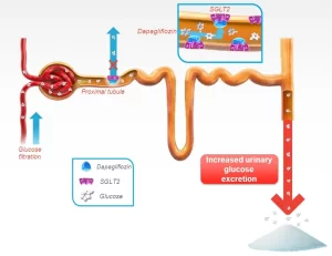 Cơ chế của Bexagliflozin