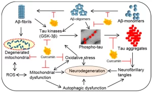 Cơ chế tác động của Curcumin