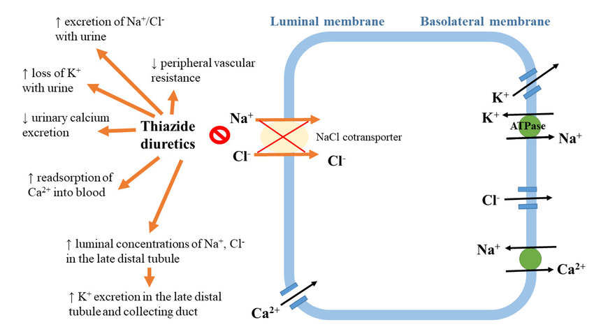 Thiazide từ cơ chế đến dược động, dược lực học