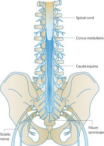 Giải phẫu vùng cùng cụt