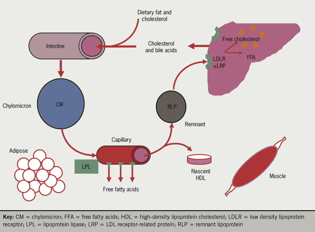 Chuyển hóa lipid và điều trị rối loạn lipid máu