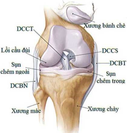 Giải phẫu khớp gối và vị trí của DCCS 