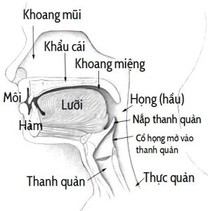 minh-hoa-sinh-ly-binh-thuong-cua-nuot