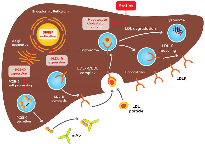 PCSK9 trong điều trị rối loạn lipid máu có gì mới?