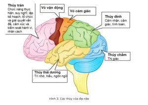 Giải phẫu chức năng các vùng cảu vỏ não