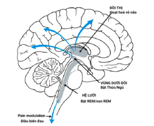 Hệ lưới là tập hợp các nhân trung gian dọc suốt chiều dài của thân não