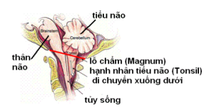 Nhắc lại giải phẫu vùng tiểu não