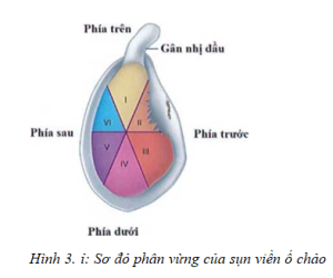 sụn viền trên