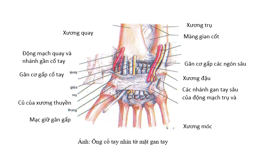 ong-co-tay-nhin-tu-mat-gan-tay