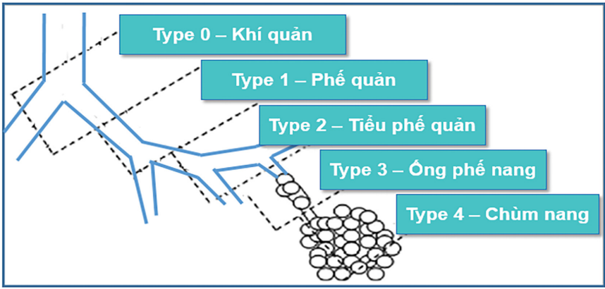 cac-giai-doan-phat-trien-phoi-nguoi-va-cac-dang-CPAM