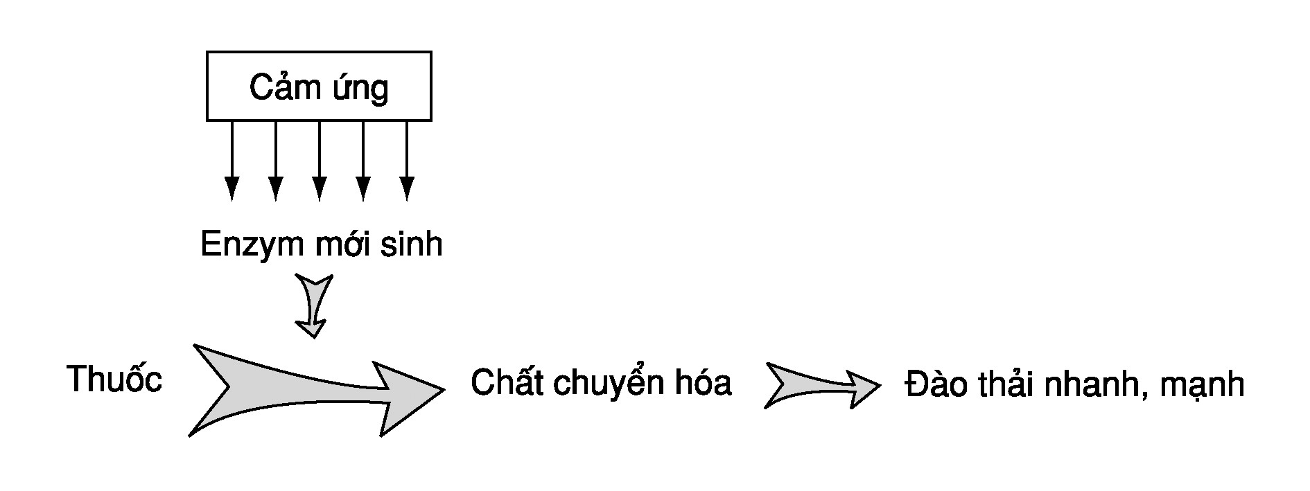 Sơ đồ chuyển hóa thuốc