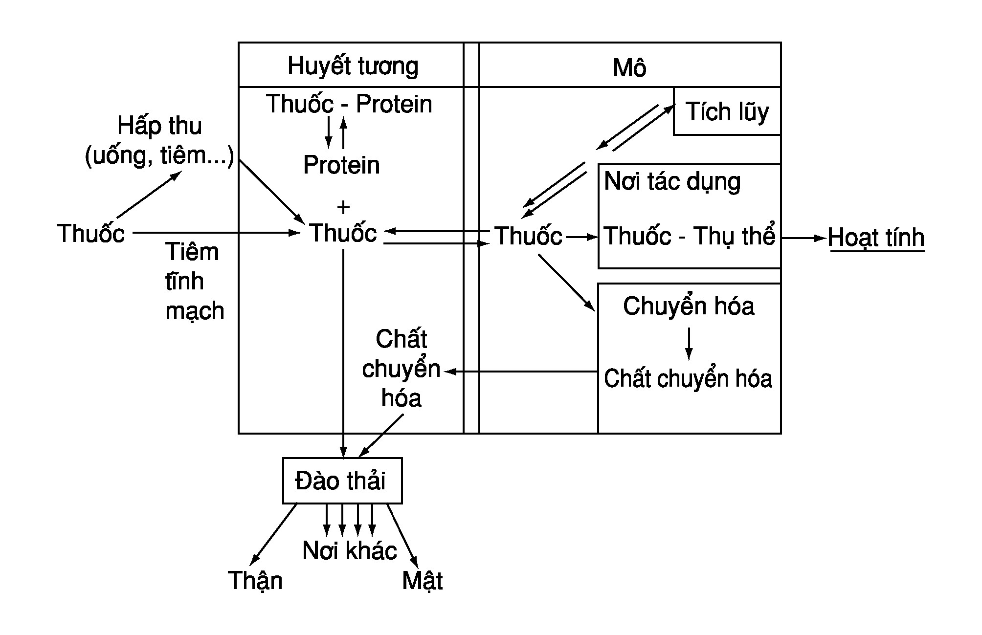 Sự vận chuyển của thuốc trong cơ thể