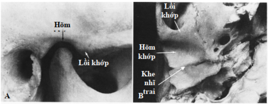 giai-phau-chuc-nang-3