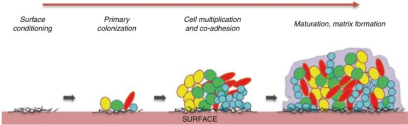 biofilm