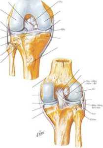 Giải phẫu hệ thống dây chằng giữ khớp