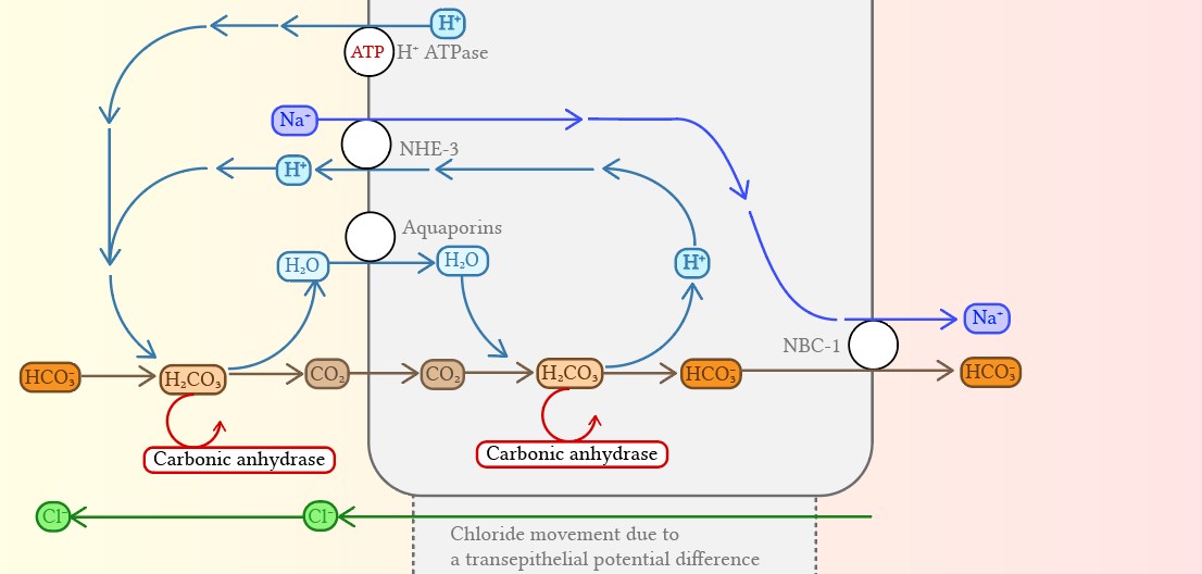 Lợi tiểu Acetazolamide có gì đặc biệt?