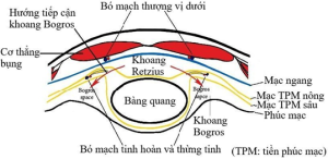 Khoang gp ben