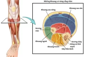 Ảnh minh họa các khoang vùng cẳng chân