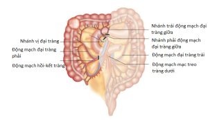 Động mạch đại tràng