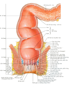 Giải phẫu trực tràng ống hậu môn
