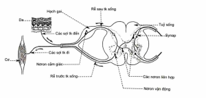 hình ảnh cung phản xạ tủy