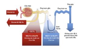 thuốc sglt2 trong điều trị suy tim